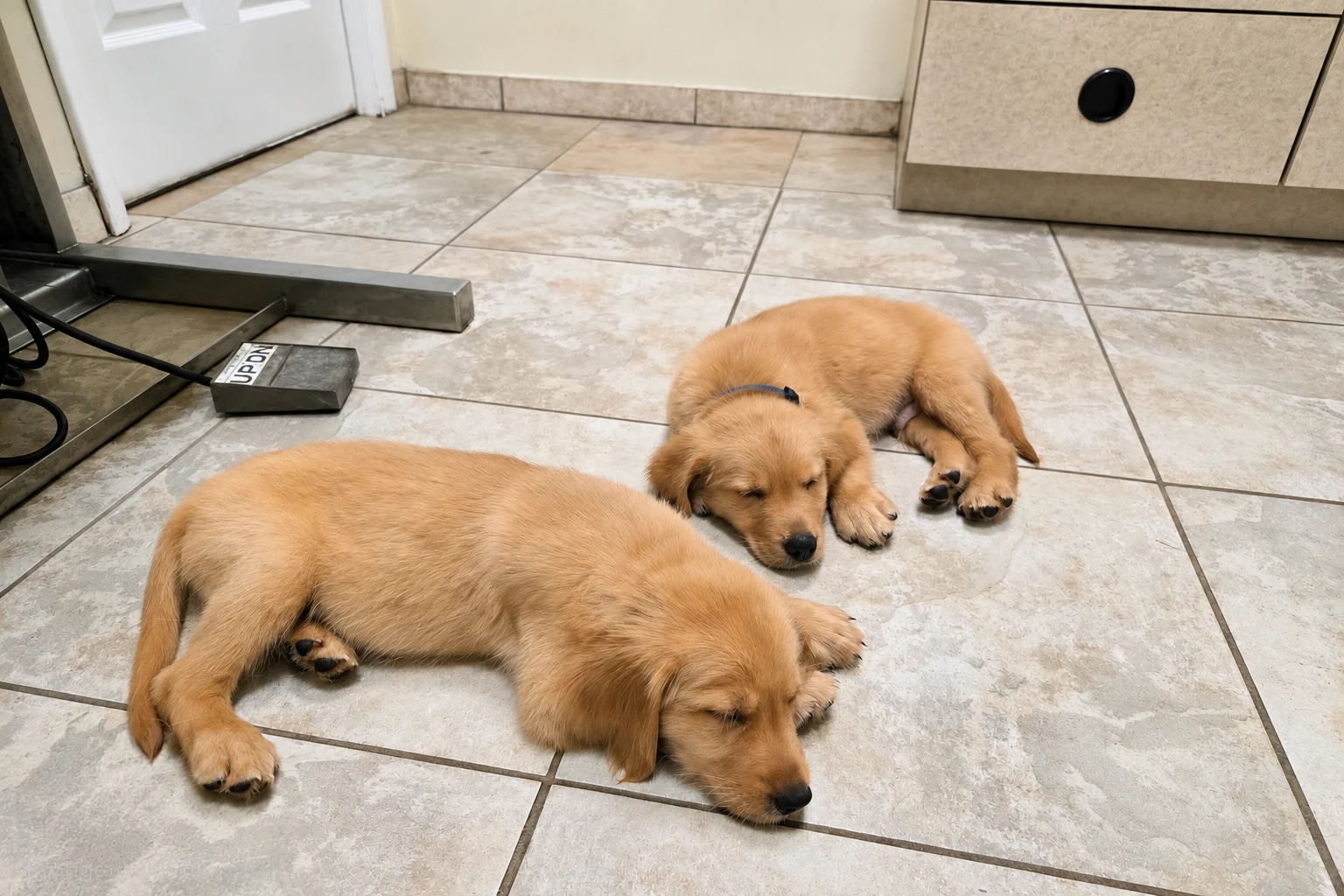 SW Florida Golden Retrievers